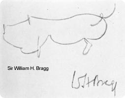 Pig drawing by William Bragg