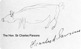 Pig drawing by Charles Parsons