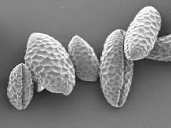 sem image of pollen